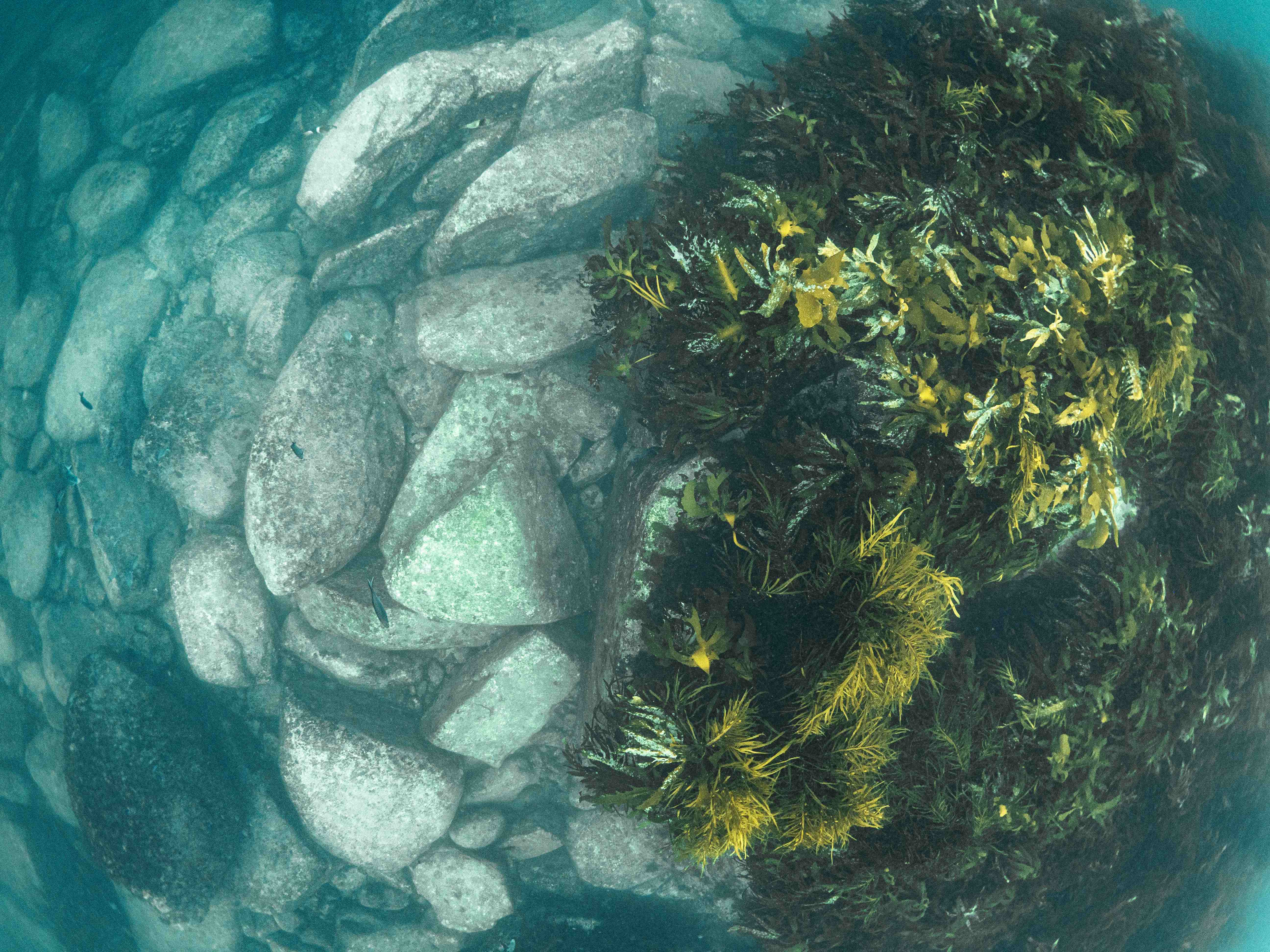 Barrens and seaweed