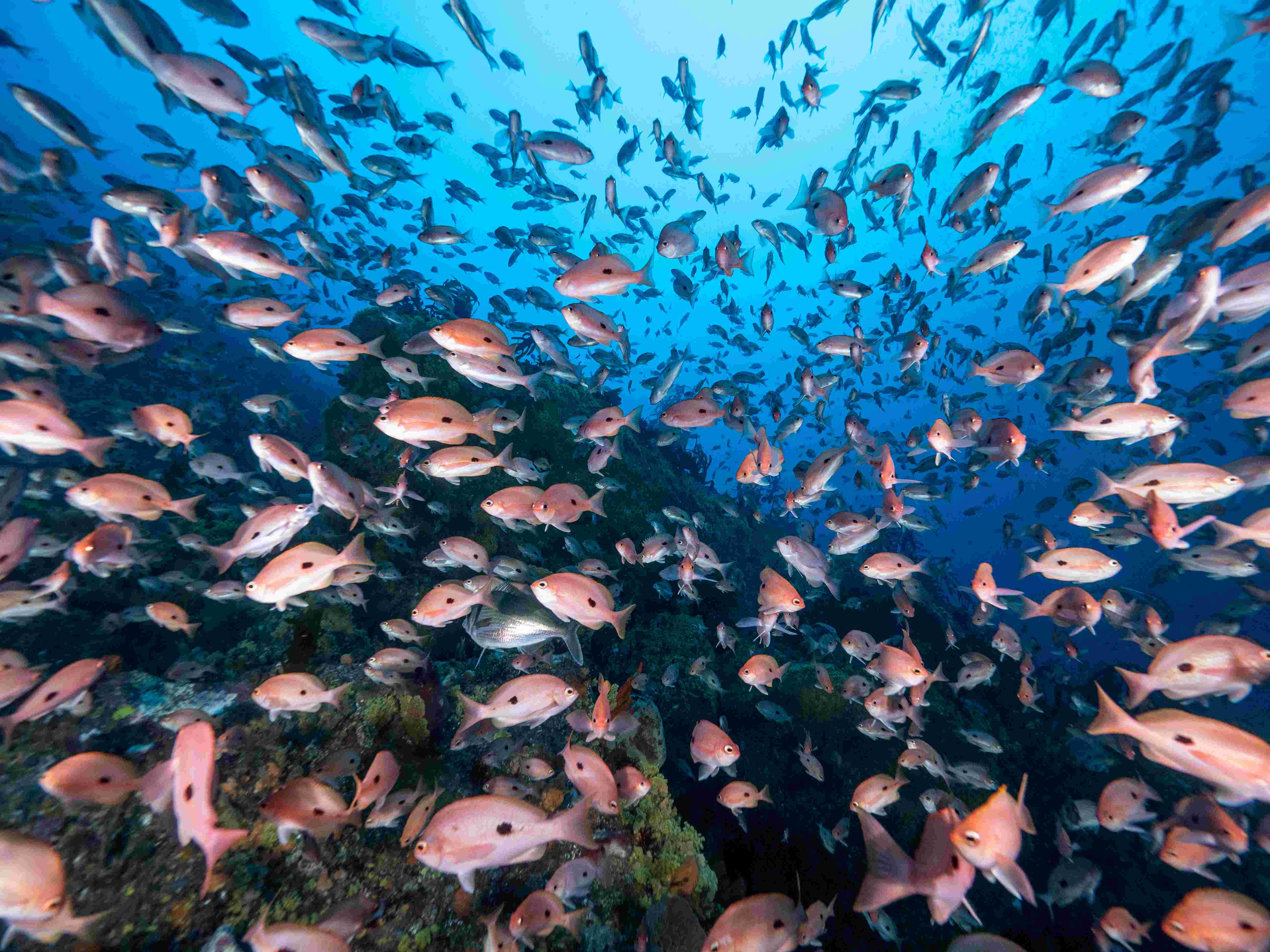 Kelp forest