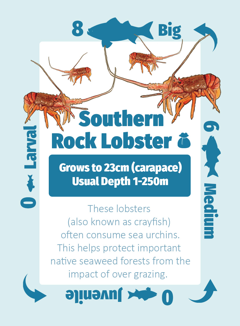 Lobster card