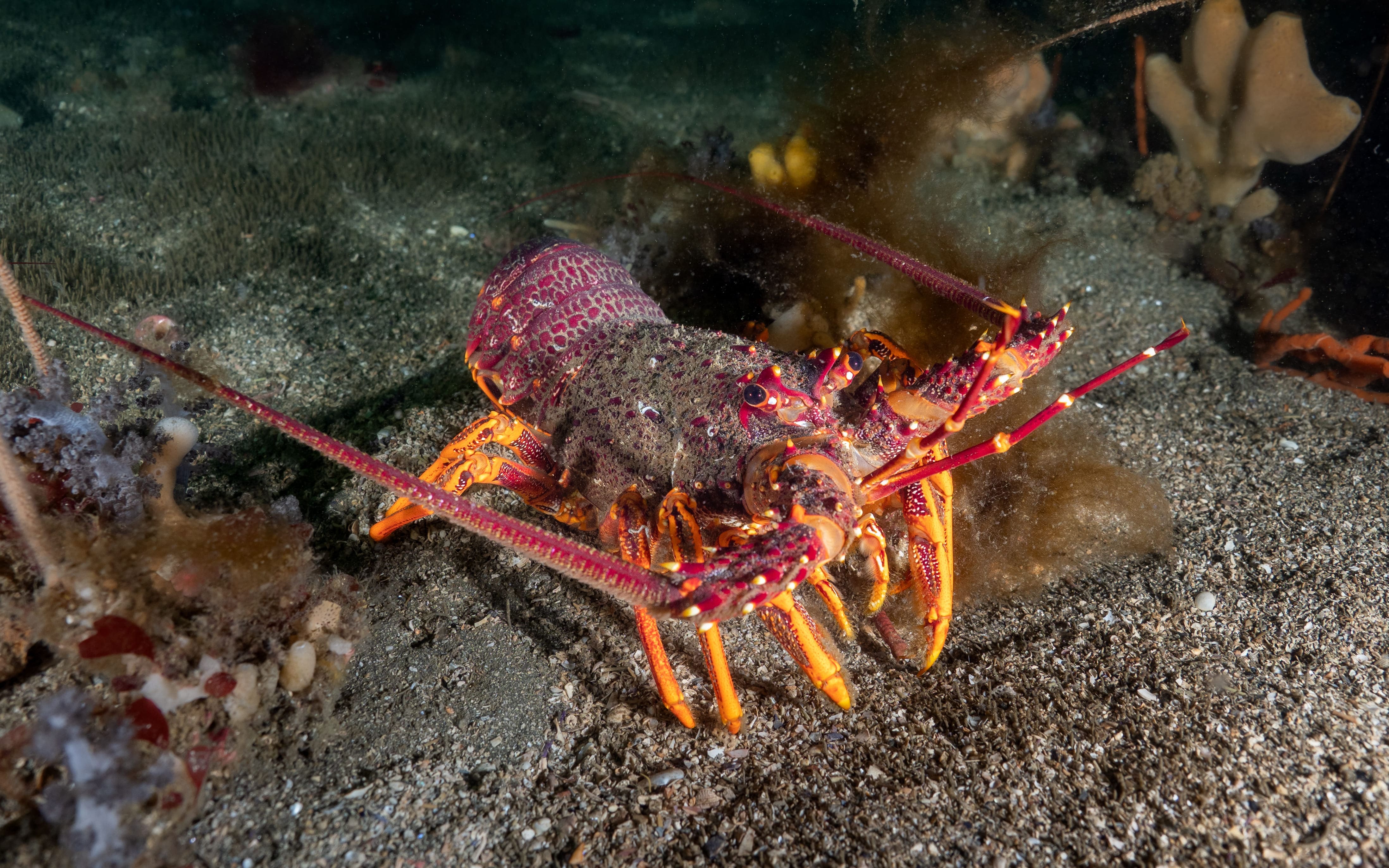 Rock lobster
