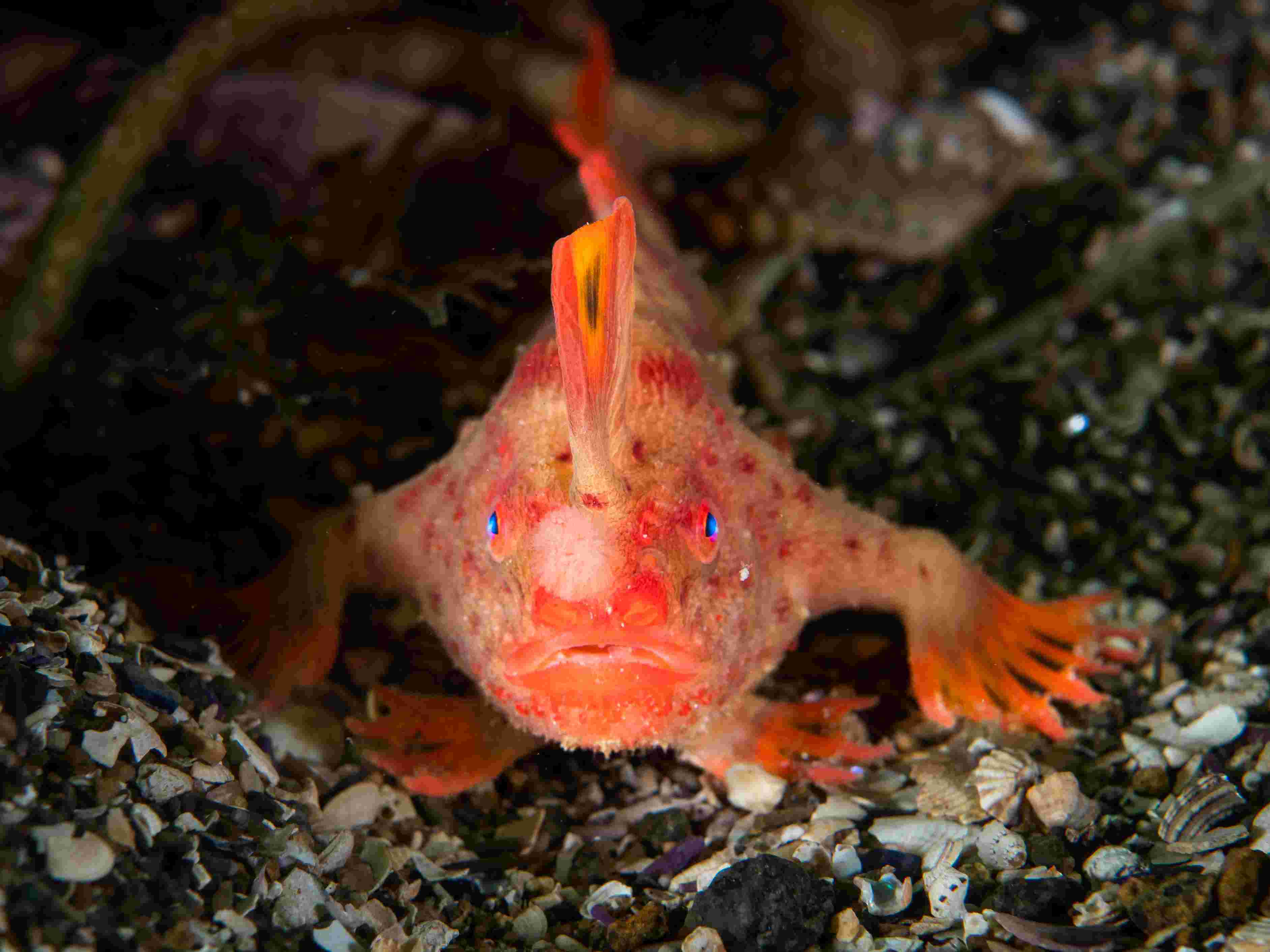 Diver near barren/kelp